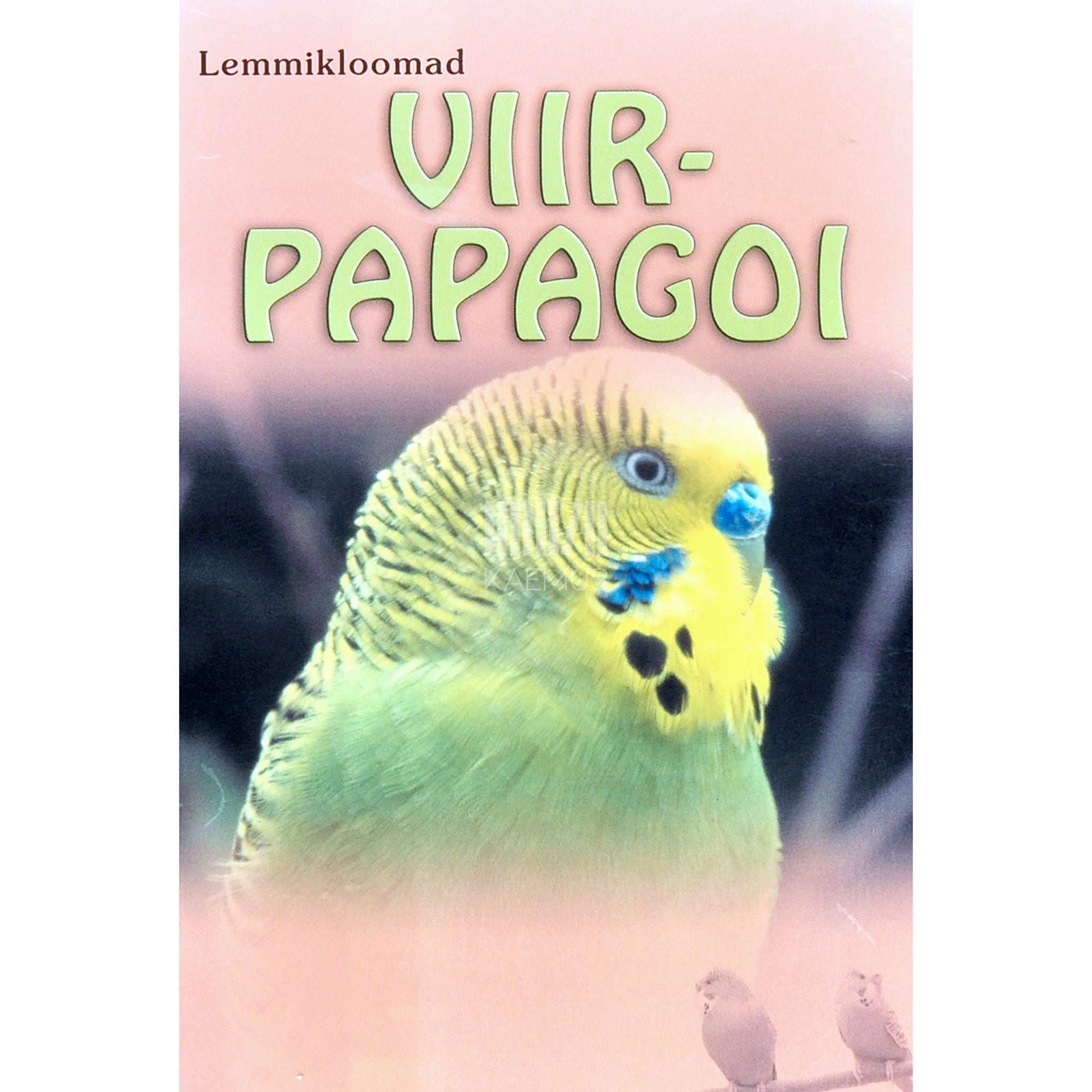 … - Viirpapagoi. Näpunäiteid viirpapagoi valimise ...