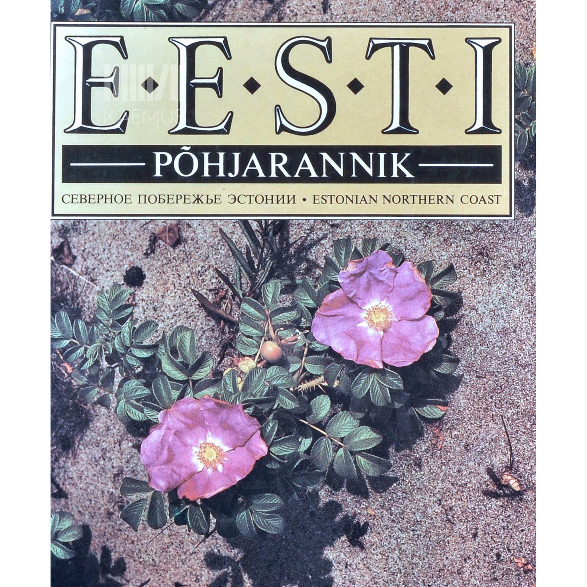 Veljo Ranniku, Hillar Uusi Eesti põhjarannik