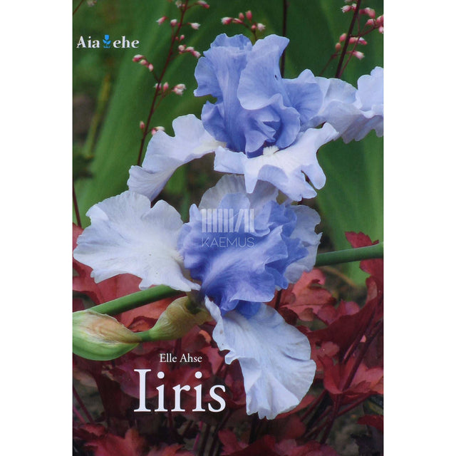Elle Ahse - Iiris