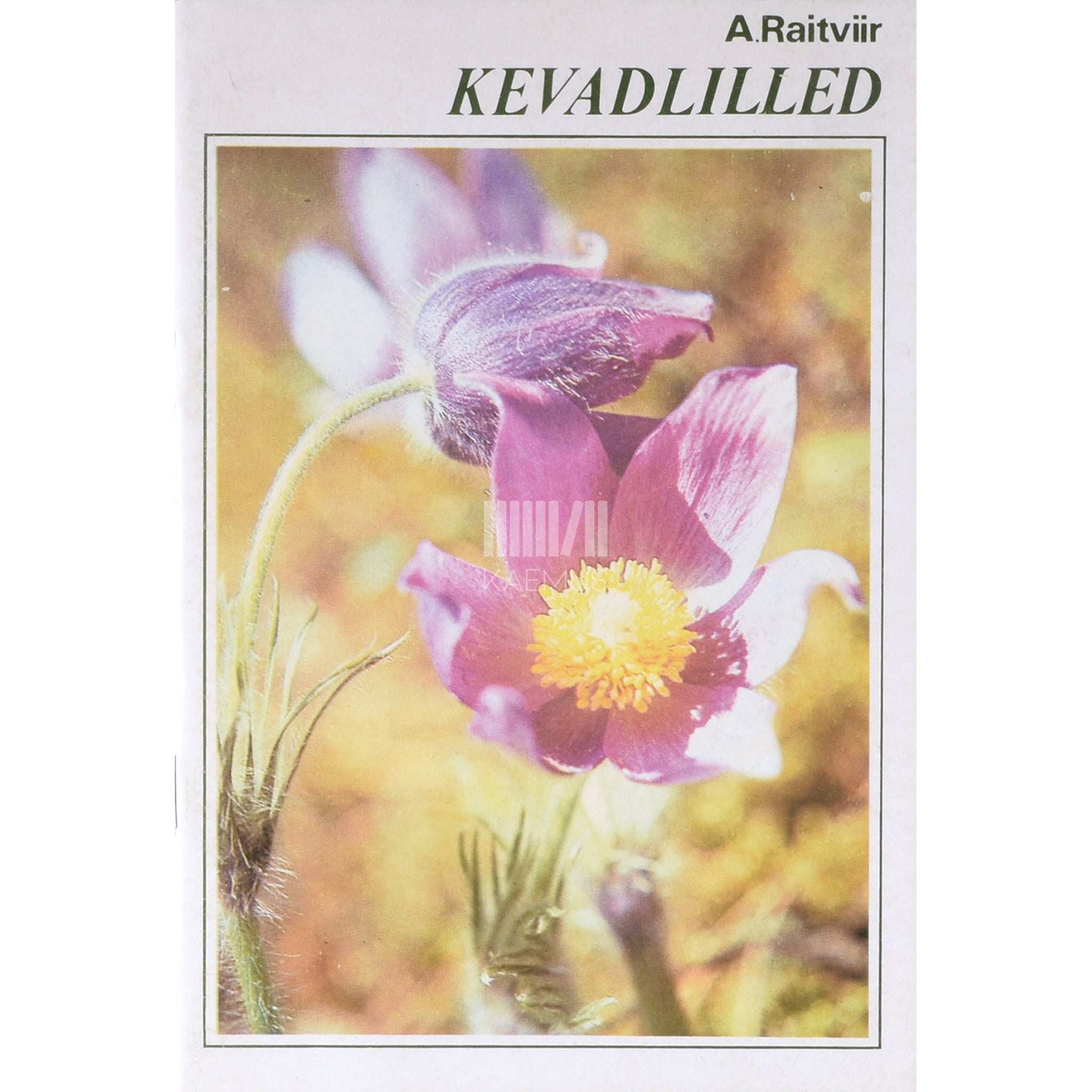 Ain Raitviir Kevadlilled