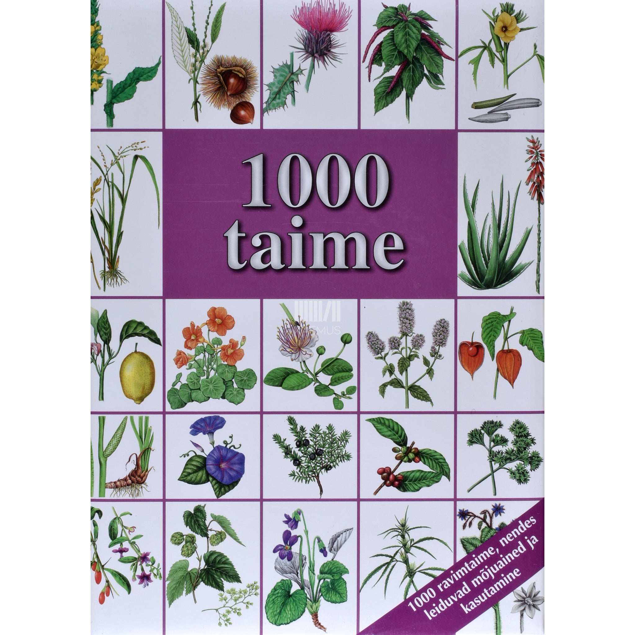 Hans W. Kothe 1000 taime